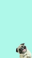 descargar wallpaper de animales